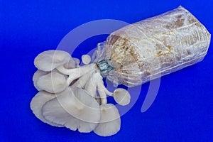 Fresh organic Phoenix mushroom [Indian Oyster] growing on soil in plastic bag. Fresh angel mushrooms growing.on blue background