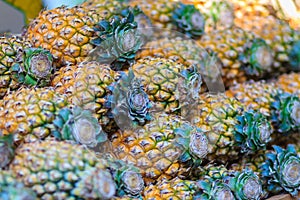 Fresh organic Phulae pineapple for sale at the fruit market. The