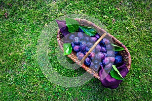 Fresh organic plums in basket on green grass