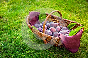 Fresh organic plums in basket on green grass