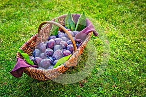 Fresh organic plums in basket on green grass