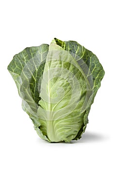 Fresh organic pointed cabbage