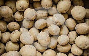 Fresh organic potato stand out among many large background potatoes in the market. Heap of potato root. Close-up