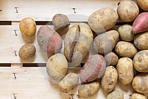 Fresh organic potatoes