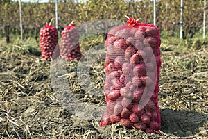 Fresh Organic Potatoes in the Field