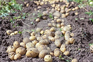 Fresh organic potatoes in the field.Harvest