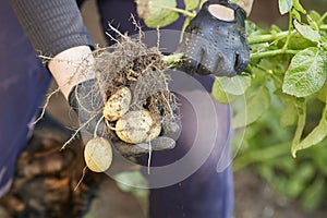 Fresh organic potatoes in the hands of a farmer, autumn harvest.