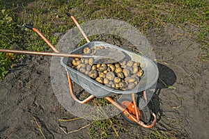 Fresh organic potatoes. Harvested potato crop in wheelbarrow with shovel
