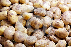 Fresh organic potatoes in the market. Many fresh potatoes as a background