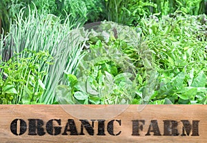 Fresh organic produce in wooden box