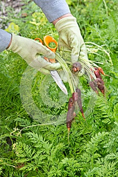 Fresh Organic Purple Carrots