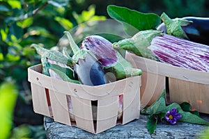 Fresh organic purple eggplant, in the garden