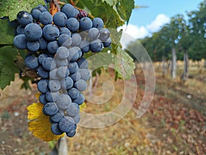 Fresh organic purple grape in vineyard