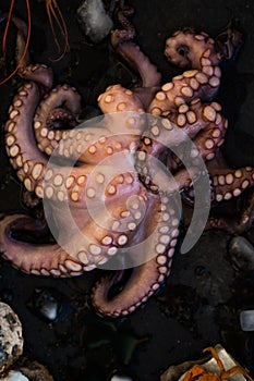 Fresh organic purple octopus on ice black  background