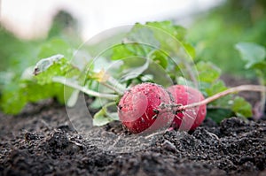 Fresh organic radish