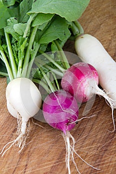 Fresh organic radish crop harvested closeup