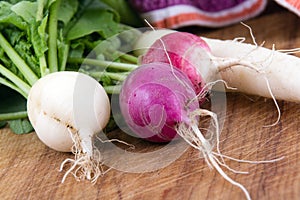 Fresh organic radish crop harvested closeup