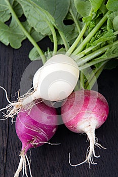 Fresh organic radish crop harvested closeup