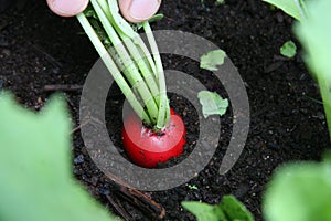 Fresh Organic Radish in soil. Market Vegetables Permaculture Countryside aesthetic.