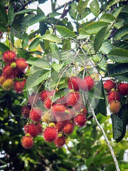 Fresh organic rambutan on tree, Thailand.