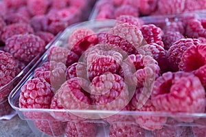 Fresh Organic Raspberries