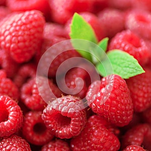 Fresh organic raspberries with mint leaves. Fruit background with copy space. Summer and berries harvest concept. Vegan