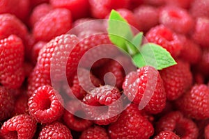 Fresh organic raspberries with mint leaves. Fruit background with copy space. Summer and berries harvest concept. Vegan