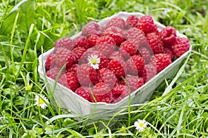 Fresh organic raspberry in basket