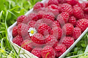 Fresh organic raspberry in basket