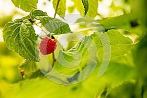 fresh organic raw raspberries growing and heady for picking at the farm, pick your own, summer harvest