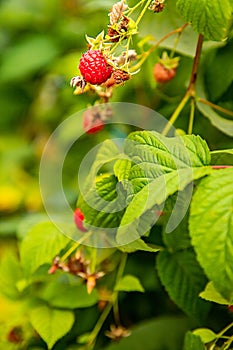 fresh organic raw raspberries growing and heady for picking at the farm, pick your own, summer harvest