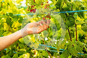 fresh organic raw raspberries growing and heady for picking at the farm, pick your own, summer harvest