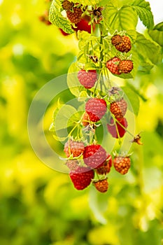 fresh organic raw raspberries growing and heady for picking at the farm, pick your own, summer harvest