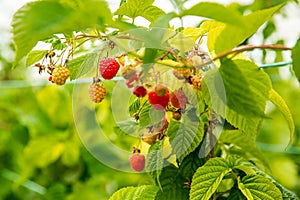 fresh organic raw raspberries growing and heady for picking at the farm, pick your own, summer harvest