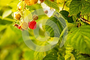 fresh organic raw raspberries growing and heady for picking at the farm, pick your own, summer harvest