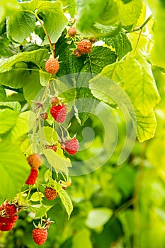 fresh organic raw raspberries growing and heady for picking at the farm, pick your own, summer harvest