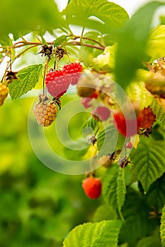 fresh organic raw raspberries growing and heady for picking at the farm, pick your own, summer harvest