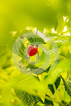 fresh organic raw raspberries growing and heady for picking at the farm, pick your own, summer harvest