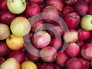 Fresh organic red apples