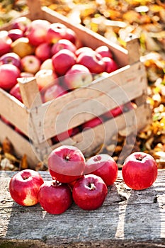 Fresh organic red apples from autumn harvest at local farm