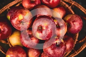 Fresh organic red apples in a basket