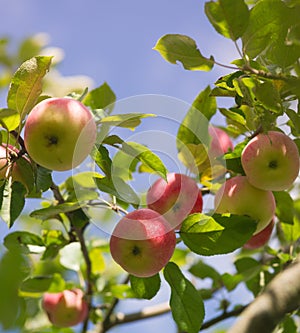 Fresh organic red apples on branch