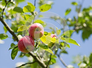 Fresh organic red apples on branch
