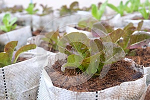 Fresh organic red cos lettuce growing