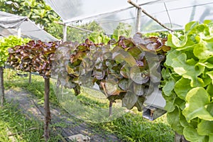 The Fresh organic red and green oak lettuce, Hydroponics vegetable growing in an ecological farm