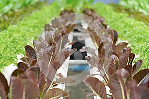 Fresh organic red oak culture in aquaponic or hydroponic farmin