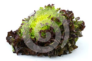 FRESH ORGANIC RED OAK LEAF LETTUCE ISOLATED ON WHITE BACKGROUND