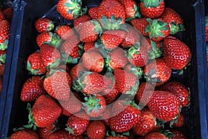 Fresh organic red strawberries as background. Strawberry pattern