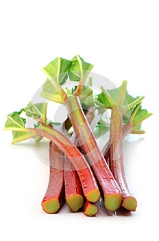 Fresh organic rhubarb