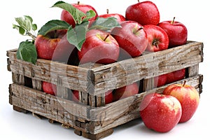 Fresh organic ripe apples in wooden box on white background - garden harvest season photography shot